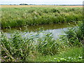 TL3290 : On the bank of The River Nene (old course) by Richard Humphrey