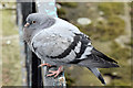 J3474 : Feral pigeon, Queen's Quay, Belfast (July 2014) by Albert Bridge