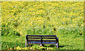 J3067 : Seat and wildflowers near the Drum Bridge, Dunmurry (July 2014) by Albert Bridge