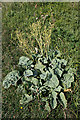 SZ3585 : Wild Cabbage (Brassica oleracea) by Anne Burgess