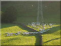 SD5590 : Sheep in the valley of Strickley Beck by Karl and Ali