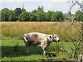 SP5105 : Longhorn cow in Christ Church meadow by David Hawgood