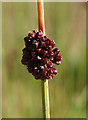 NJ7747 : Compact Rush (Juncus conglomeratus) by Anne Burgess