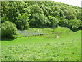 SO3763 : Western boundary - Shobdon, Herefordshire by Martin Richard Phelan