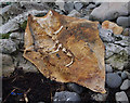 NG5118 : Remains of a seal? by Ian Taylor