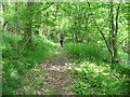 SO3566 : Bluebells and sunlight in Higgin Hole Wood - Lingen, Herefordshire by Martin Richard Phelan