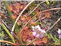 NT1663 : Round-leaved Sundew by M J Richardson