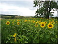 NT5371 : Rural East Lothian : Sunflowers Near The Cockles by Richard West