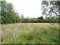 SD7666 : Footpath at Lawkland Moss by Humphrey Bolton