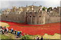 TQ3380 : Tower poppies by Richard Croft