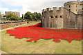 TQ3380 : Tower poppies by Richard Croft