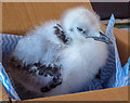 TA1973 : Young Kittiwake, Bempton RSPB Centre, Yorkshire by Christine Matthews