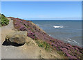 NZ8513 : Heather tumbling down the cliff by Pauline E