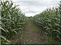 SJ6047 : Footpath through maize plantation by William Starkey