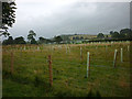 SD8167 : Newly planted trees at Stainforth Force by Karl and Ali