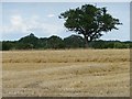 SP2011 : Tree on a field boundary, north-east of Leyes Farm by Christine Johnstone