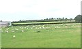 SP1561 : Sheep pasture, south-east of Pennyford Hall by Christine Johnstone