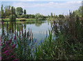 SJ6566 : River Weaver by Stephen Burton