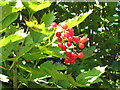 TQ0588 : Guelder-rose fruit by the canal by David Hawgood