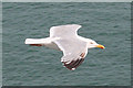 SZ0481 : Herring Gull (Larus argentatus) by Anne Burgess