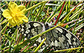 SY8280 : Marbled White Butterfly (Melanargia galathea) by Anne Burgess