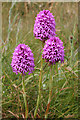 SY6970 : Pyramidal Orchid (Anacamptis pyramidalis) by Anne Burgess