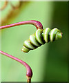 J3470 : Seed pod, Himalayan balsam, Belfast - September 2014(2) by Albert Bridge