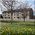 NJ9006 : Council flats with daffodils by Bill Harrison