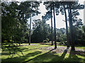 TQ0659 : Cyclamen under Pine Trees, Royal Horticultural Society Garden, Wisley by Christine Matthews