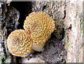 J4772 : Fungi, Killynether Wood, Newtownards - September 2014(4) by Albert Bridge