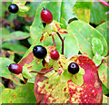 J4681 : Autumn tutsan berries and leaves, Crawfordsburn (September 2014) by Albert Bridge