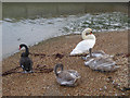 SU5302 : Swans in Hillmead Harbour, Stubbington, Hampshire by Christine Matthews