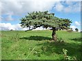 SE1249 : Pine tree, north side, Slates Lane, Middleton by Christine Johnstone