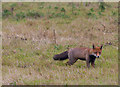 NZ5022 : Fox at RSPB Saltholme by Pauline E