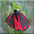 SY6869 : Cinnabar Moth (Tyria jacobaeae) by Anne Burgess