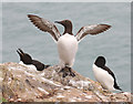 SM7309 : Razorbills and Guillemot by Hugh Venables