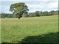 SE1548 : Lone tree, west of Lodge Plantation by Christine Johnstone