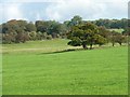 SE1747 : Trees on a fenced field boundary, west of Mill Dam Beck by Christine Johnstone