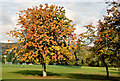 J3171 : Autumn chestnut tree, Musgrave Park, Belfast (October 2014) by Albert Bridge