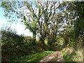 NY2448 : Ivy-covered trees alongside the path from Longhead Farm by Christine Johnstone