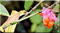 J4774 : Spindle berries, Kiltonga, Newtownards (October 2014) by Albert Bridge