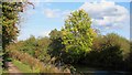 TL4210 : Towpath and trees on the Stort Navigation, Roydon by Roger Jones