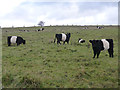 NY8987 : Belted Galloways at Yearhaugh by Oliver Dixon