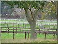 TF6527 : Fences at Friar Marcus Stud, Wood Farm, Wolferton by Richard Humphrey