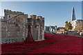 TQ3380 : Poppies by the Tower, London by Christine Matthews