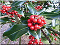 TF0627 : Holly Berries by Bob Harvey