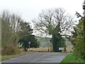 TL1130 : Ivy-covered tree alongside the B655 by Christine Johnstone