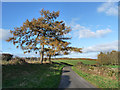 NY5256 : Two larch trees beside the road to Middle Gelt by Oliver Dixon