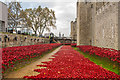 TQ3380 : Tower poppies by Ian Capper