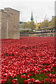 TQ3380 : Tower poppies by Ian Capper